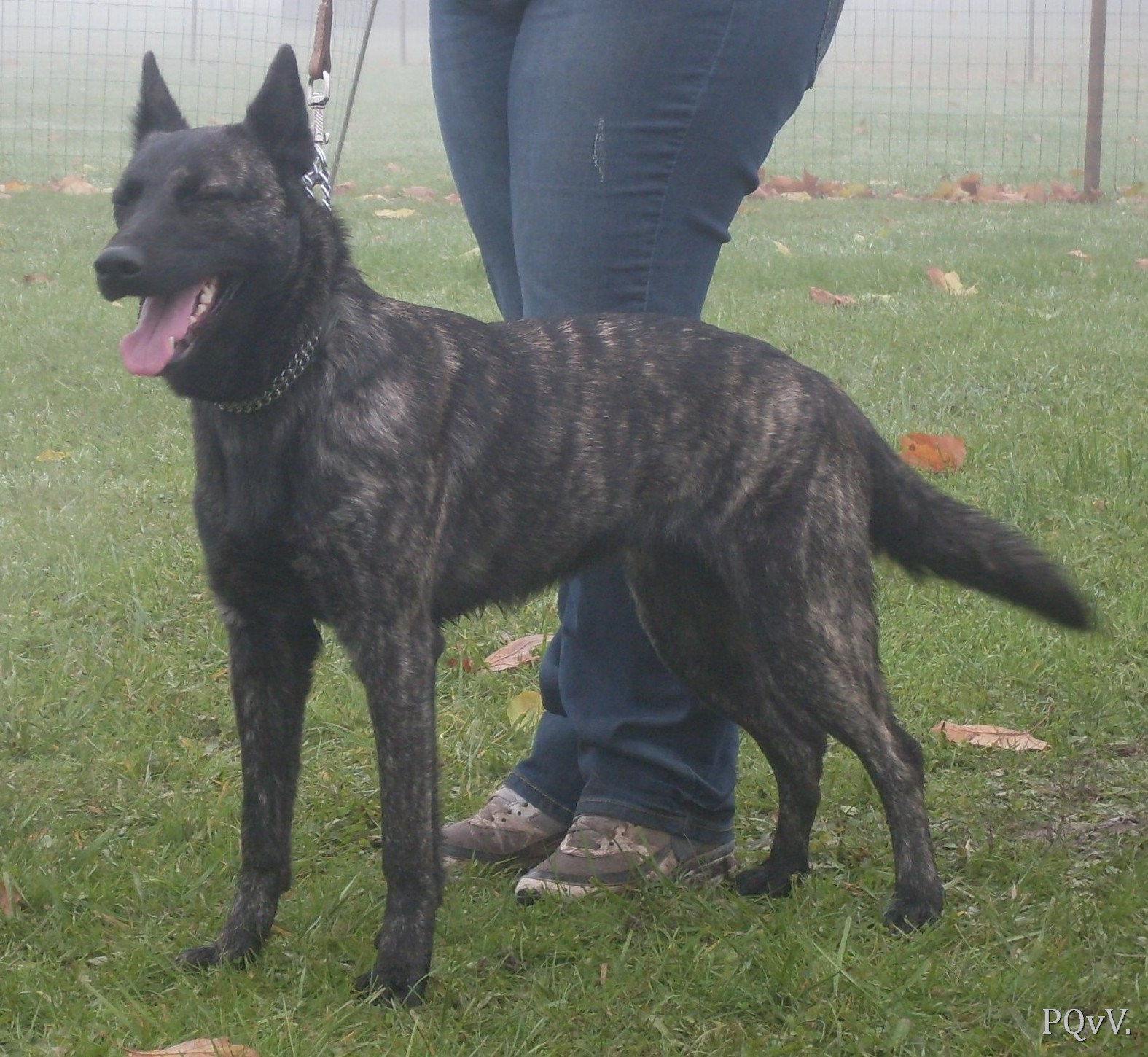 Flamme Argentee met Frasnay’s Flair 